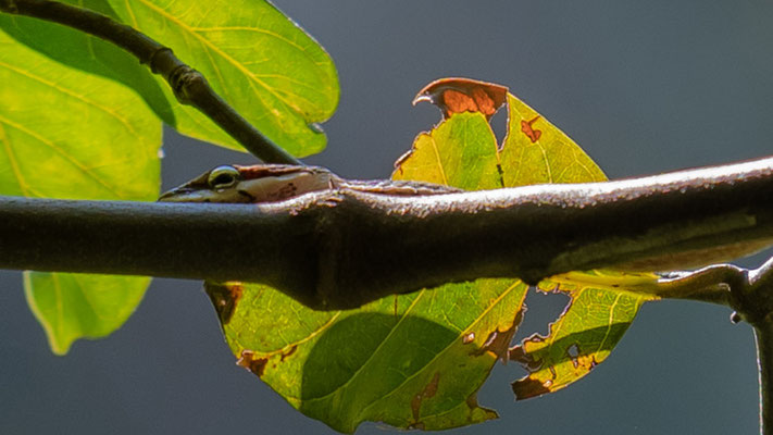 Thelotornis mossambicanus,  Colubridae 