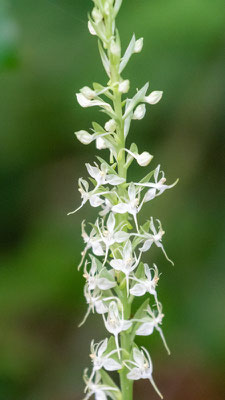 Habenaria sp., Orchidaceae