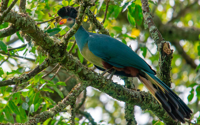 Touraco géant, Corythaeola cristata 