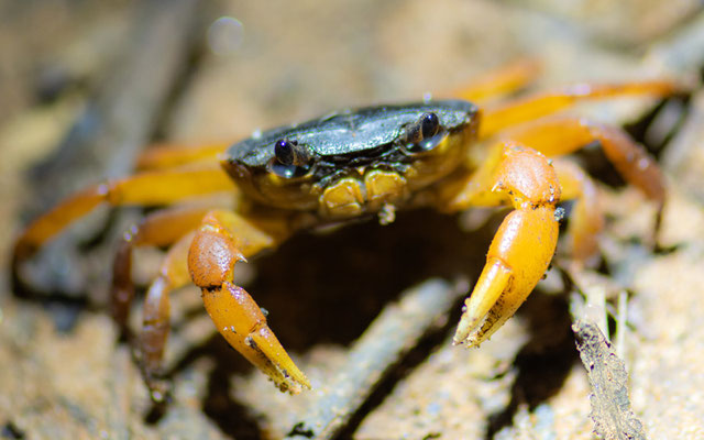 Freshwater crab, Potamonautes sp