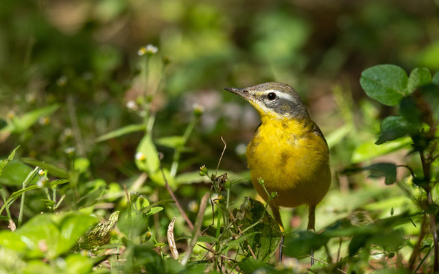 Bergeronnette printanière, Motacilla flava