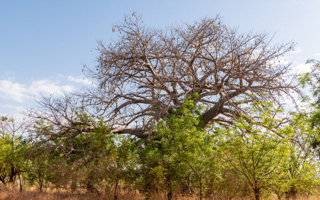 Savane arborée vers le lac Tono