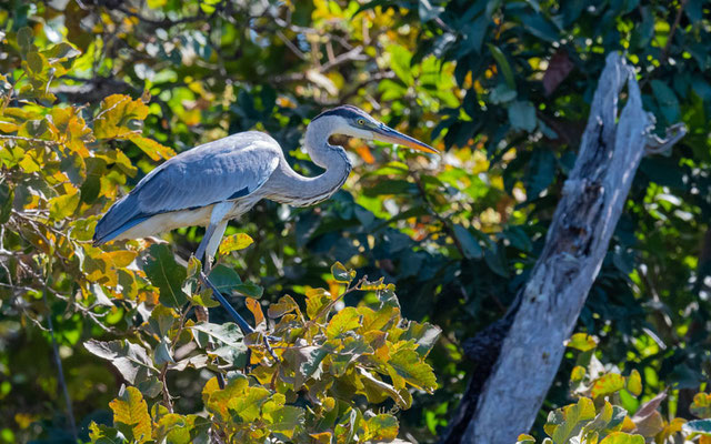  Héron cocoi, Ardea cocoi