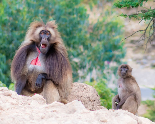 Gélada, Theropithecus gelada