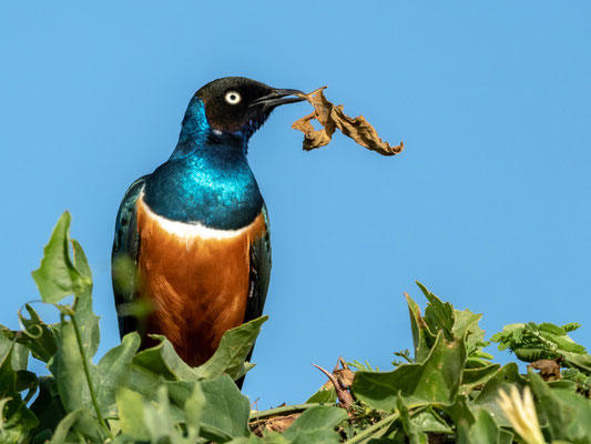 Choucador superbe, Lamprotornis superbus