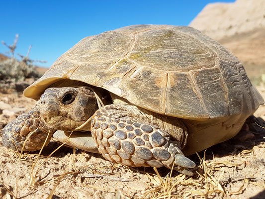 Russian tortoise ,estudo horsfieldii . Golestan, Iran, may 2017