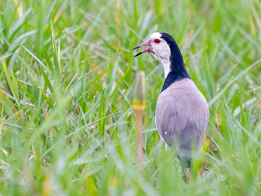 Vanneau à ailes blanches, Vanellus crassirostris