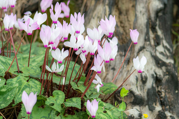 Cyclamen de Perse, Cyclamen persicum