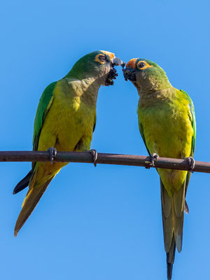 Yellow-faced Parrot, Alipiopsitta xanthops