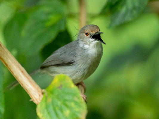  Apalis à long bec, Artisornis moreaui