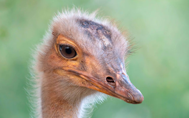 Portrait d' Autruche, Struthio camelus. Domestiquée!