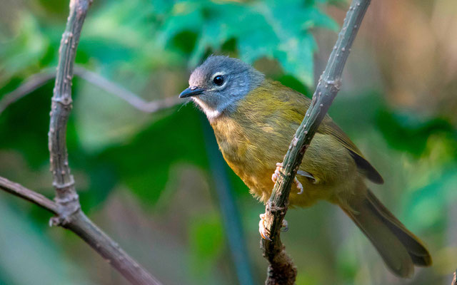 Rougegorge étoilé, Pogonocichla stellata