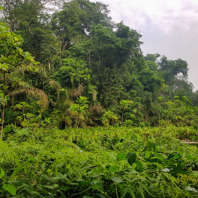 Ankasa forest