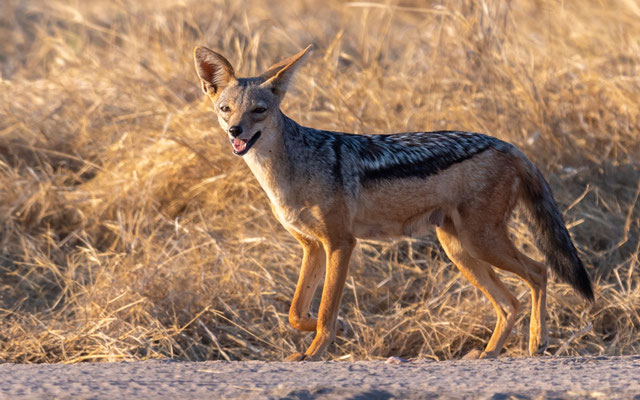 Chacal à chabraque, Canis mesomelas