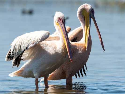 Pélican blanc,  Pelecanus onocrotalus