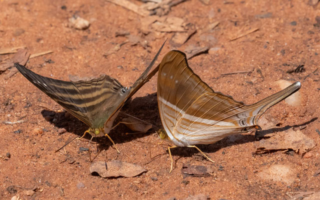 Many-banded daggerwing, Marpesia chiron