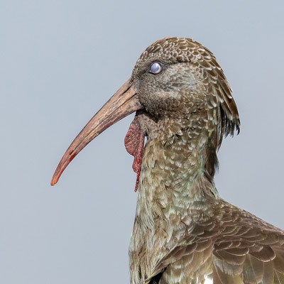 Ibis caronculé, Bostrychia carunculata. Endémique