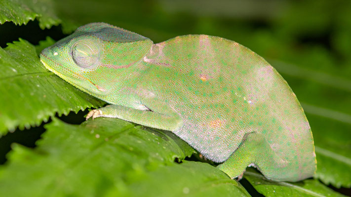 Caméléon des Usambara à trois cornes, Chamaeleo deremensis, femelle
