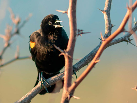 Carouge à épaulettes, Agelaius phoeniceus