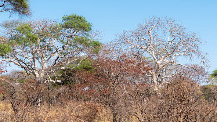 Landscape in Katavi NP