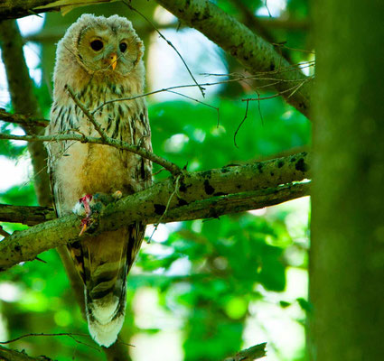 Chouette de l'Oural, Strix uralensis