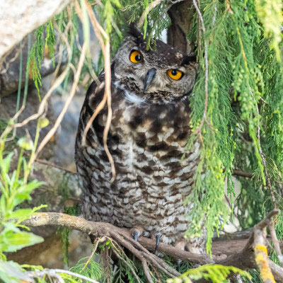 Grand-duc du Cap, Bubo capensis