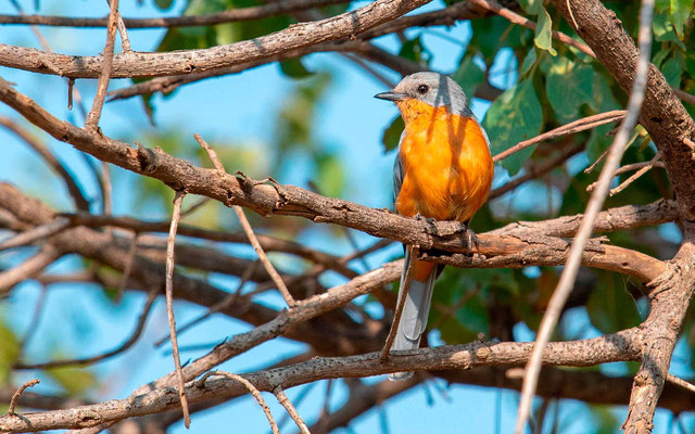 Gobemouche argenté, Empidornis semipartitus