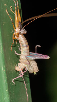 Unidentified Orthoptera in metamorphosis