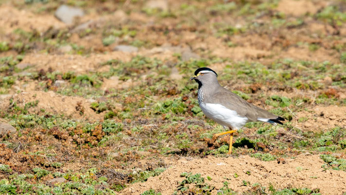 Vanneau d'Abyssinie, Vanellus melanocephalus. ENDÉMIQUE