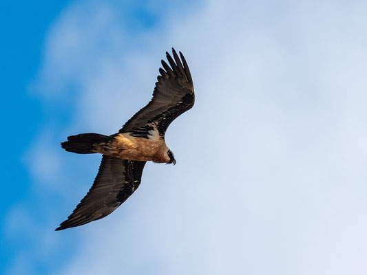 Gypaète barbu, Gypaetus barbatus