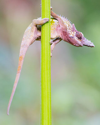West Usambara two-horned chameleon , Kinyongia multituberculata . Endemic to the West Usambara
