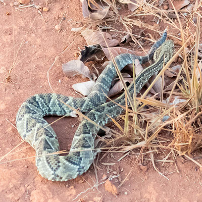 Crotale Cascabelle, Crotalus durissus