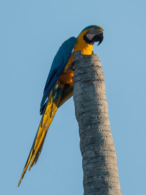 Blue-and-yellow Macaw, Ara ararauna