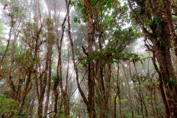 Forêt d'altitude dans la brume