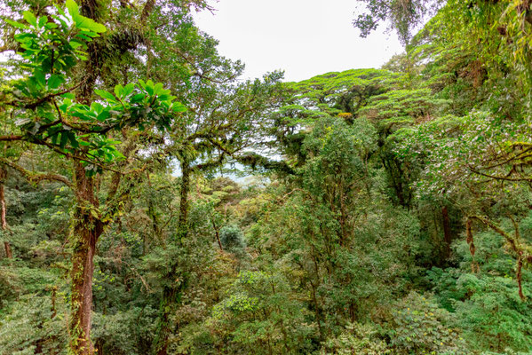 Forêt d'Heliconias Lodge