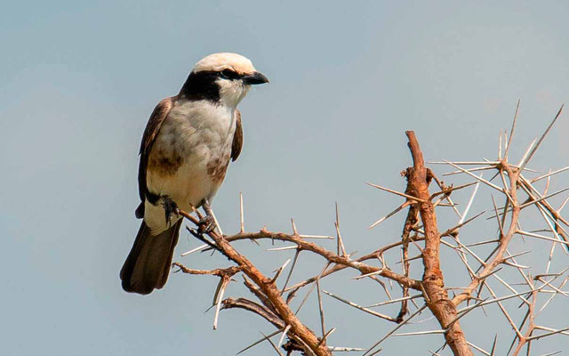 Eurocéphale de Ruppel, Eurocephalus rueppelli