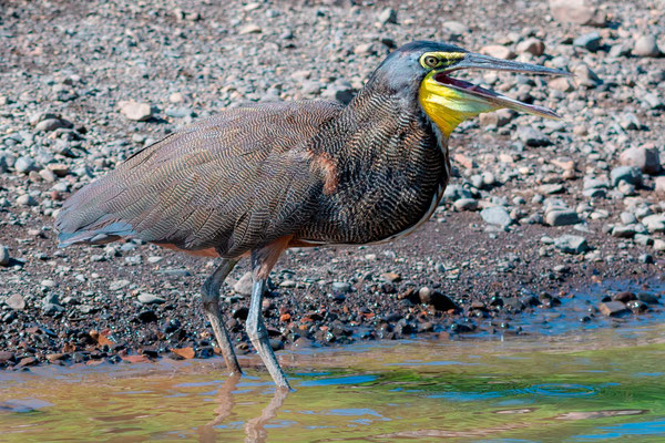 Bare-throated Tiger Heron, Tigrisoma mexicanum, Tarcoles river