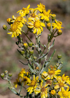 Senecio sp.