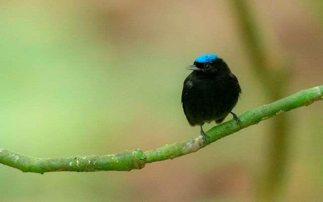 Manakin à tête bleue, Lepidothrix coronata, PN de Carara