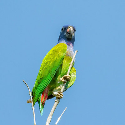  Blue-headed Parrote, Pionus menstruus