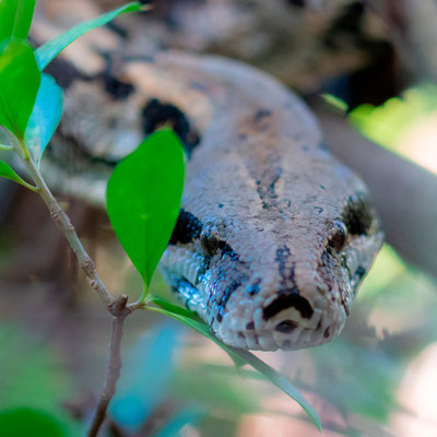 Boa constricteur, Boa constrictor