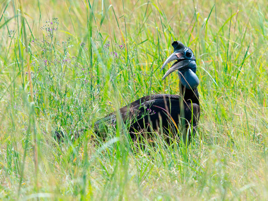  Bucorve d'Abyssinie femelle, Bucorvus abyssinicus