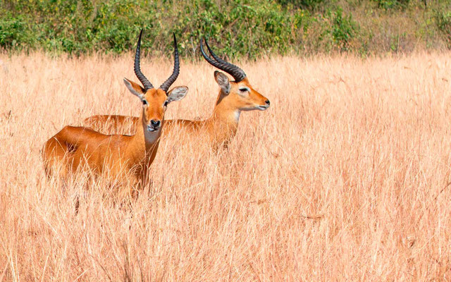 Cobe de l'Ouganda, Kobus kob thomasi