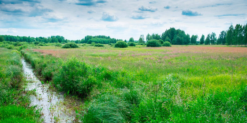 Paysage de campagne autour de Bialowieza