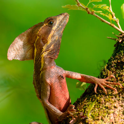 Basilic brun, Basiliscus vittatus