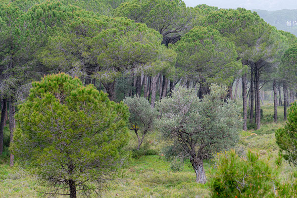 Pinède de Qsaybeh, milieu magnifique mais le sol était jonché de douilles