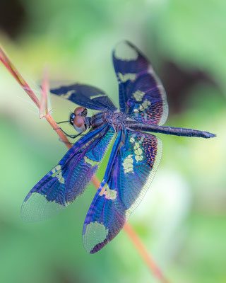 Rhyothemis fenestrina