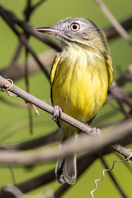  Todirostre familier, Todirostrum cinereum