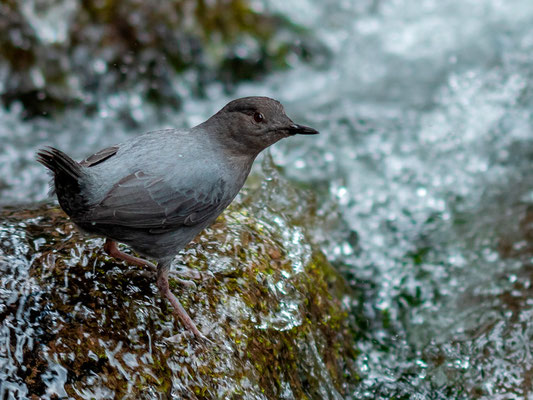 Cincle d'Amérique, Cinclus mexicanus. Rivière Savegre