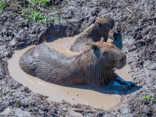 Capybara, Hydrochoerus hydrochaeris